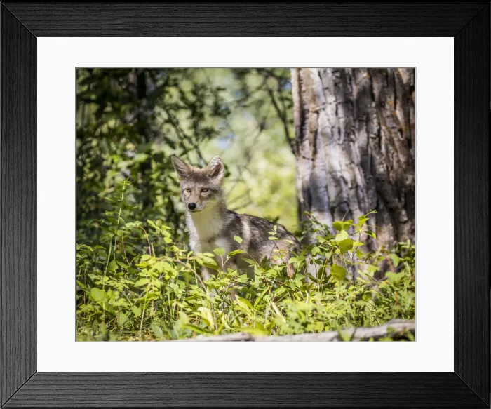 Framed Print : Glacier National Park, Wildlife, canine, coyote, montana, us27 yke0027