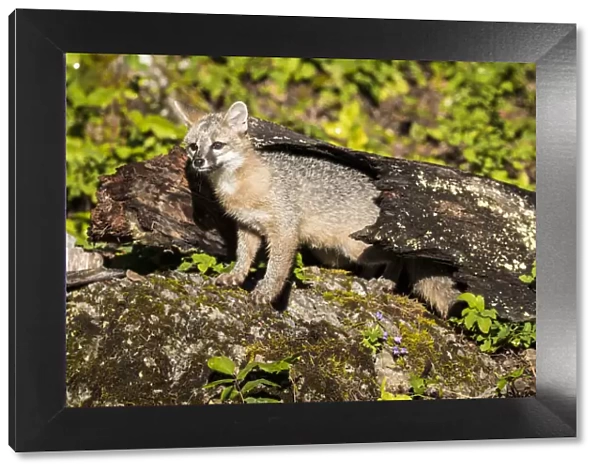 Glacier National Park, Wildlife, grey fox, montana, us27 yke0038