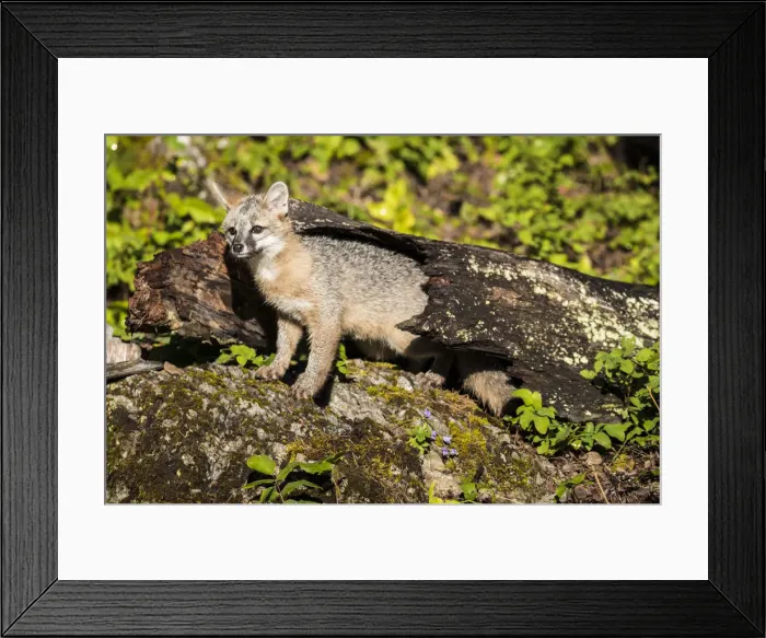 Framed Print : Glacier National Park, Wildlife, grey fox, montana, us27 yke0038