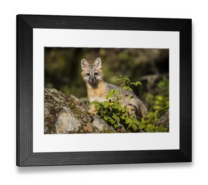 Framed Print : Glacier National Park, Wildlife, grey fox, montana, us27 yke0040
