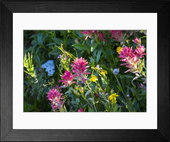 Framed Print : Glacier National Park, Montanta, alpine flower, flowers, iceberg lake trail, many glacier