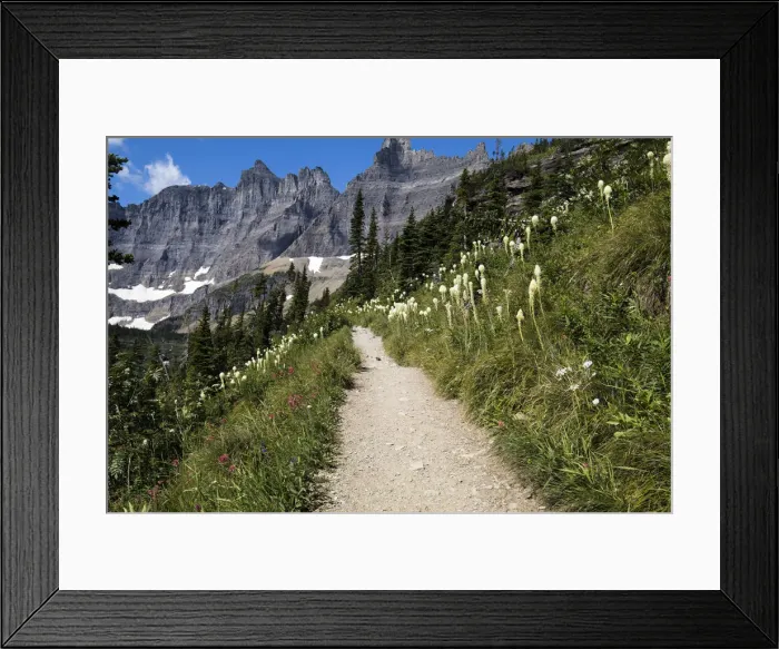 Framed Print : Glacier National Park, Montanta, flowers, iceberg lake trail, many glacier, views
