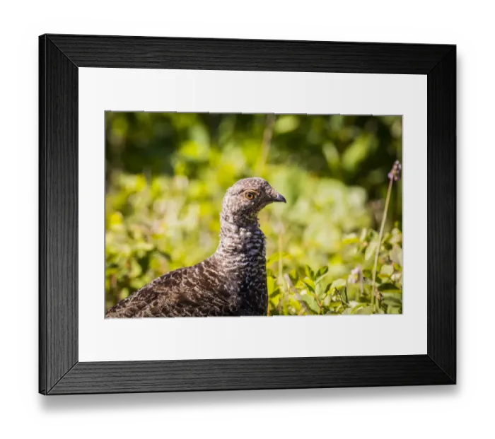 Framed Print : Glacier National Park, Montanta, flowers, iceberg lake trail, many glacier, ptarmigan