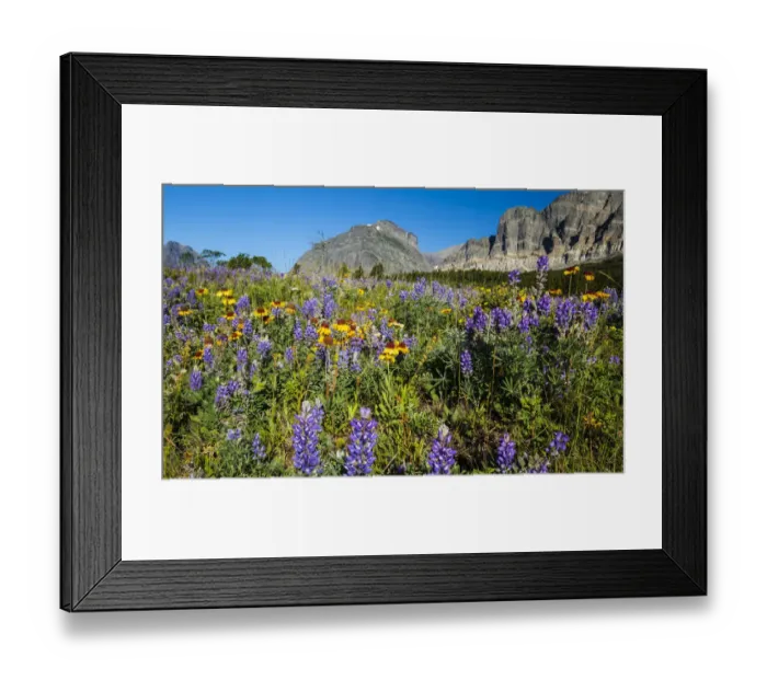 Framed Print : Glacier National Park, Sunrise, fields, many glacier, meadows, wildflowers, us27 yke0059 Framed Print : Glacier National Park, Sunrise, fields, many glacier, meadows, wildflowers, us27 yke0059