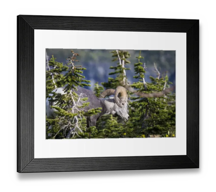 Framed Print : Bighorn sheep, Glacier National Park, Montana, USA Framed Print : Bighorn sheep, Glacier National Park, Montana, USA