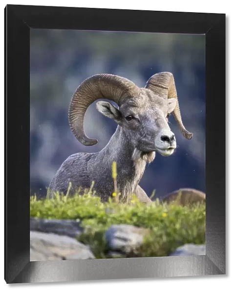 Bighorn sheep, Glacier National Park, Montana, USA