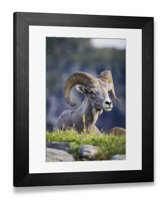 Framed Print : Bighorn sheep, Glacier National Park, Montana, USA Framed Print : Bighorn sheep, Glacier National Park, Montana, USA