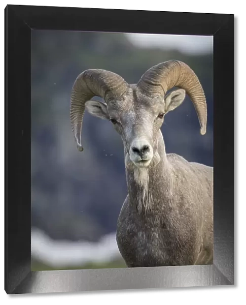 Bighorn sheep, Glacier National Park, Montana, USA