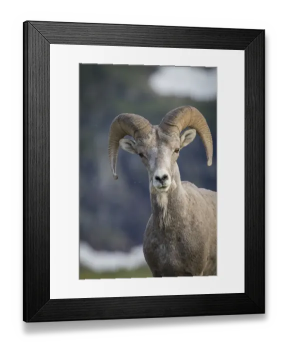 Framed Print : Bighorn sheep, Glacier National Park, Montana, USA Framed Print : Bighorn sheep, Glacier National Park, Montana, USA
