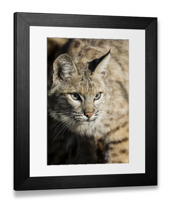 Framed Print : Bobcat profile Framed Print : Bobcat profile