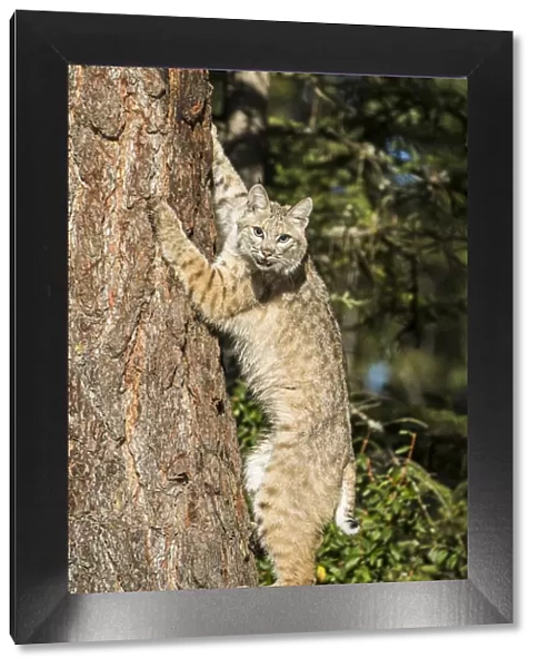 Bobcat profile, climbing tree, Montana