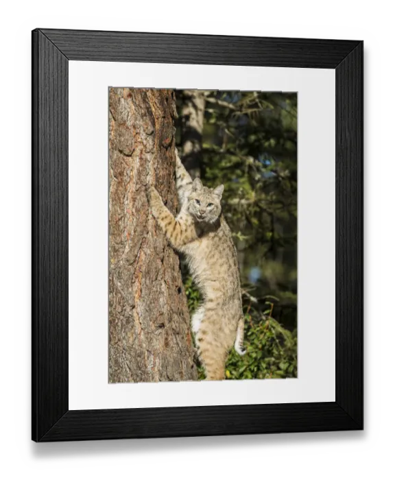 Framed Print : Bobcat profile, climbing tree, Montana