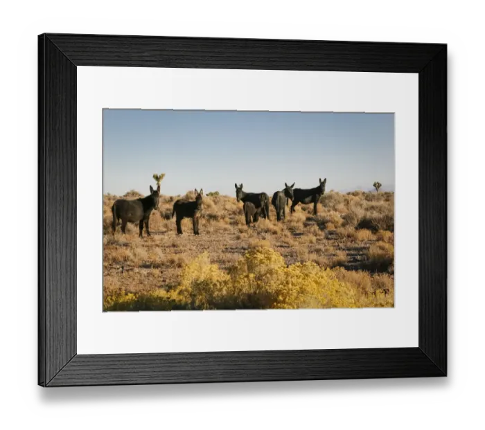 Framed Print : Wild burro herd, Goldfield, Nevada, USA