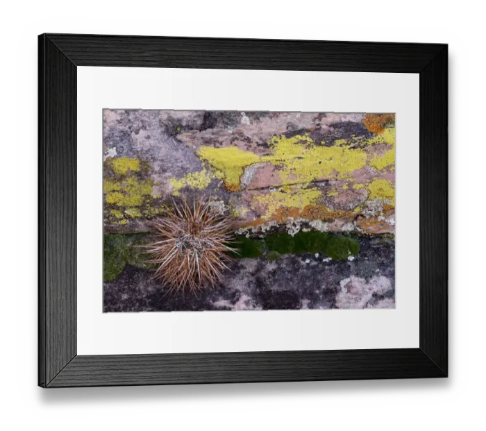 Framed Print : North America, USA, Nevada. Small cactus growing from a crack in a lichen covered candstone wall
