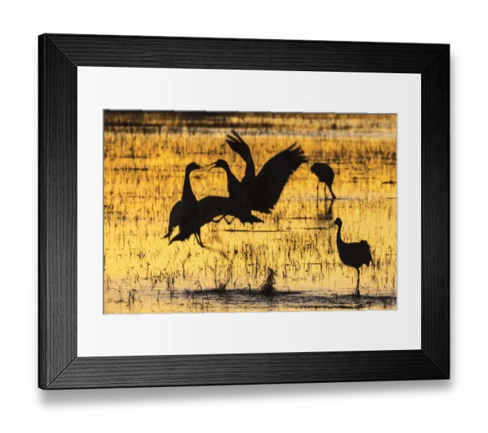 Framed Print : USA, New Mexico, Bosque del Apache Natural Wildlife Refuge. Sandhill cranes backlit at sunset