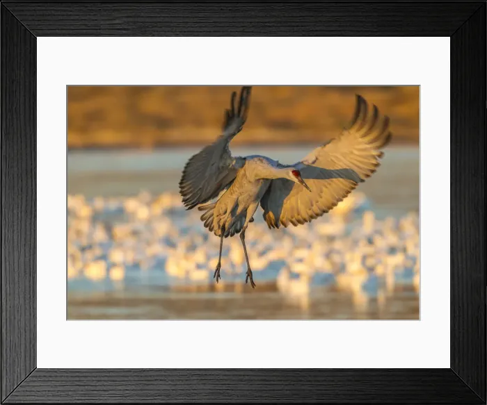 Framed Print : USA, New Mexico, Bosque Del Apache National Wildlife Refuge. Sandhill crane landing