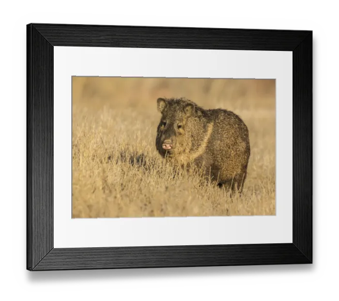Framed Print : USA, New Mexico, Bosque Del Apache National Wildlife Refuge. Javelina close-up in grass Framed Print : USA, New Mexico, Bosque Del Apache National Wildlife Refuge. Javelina close-up in grass