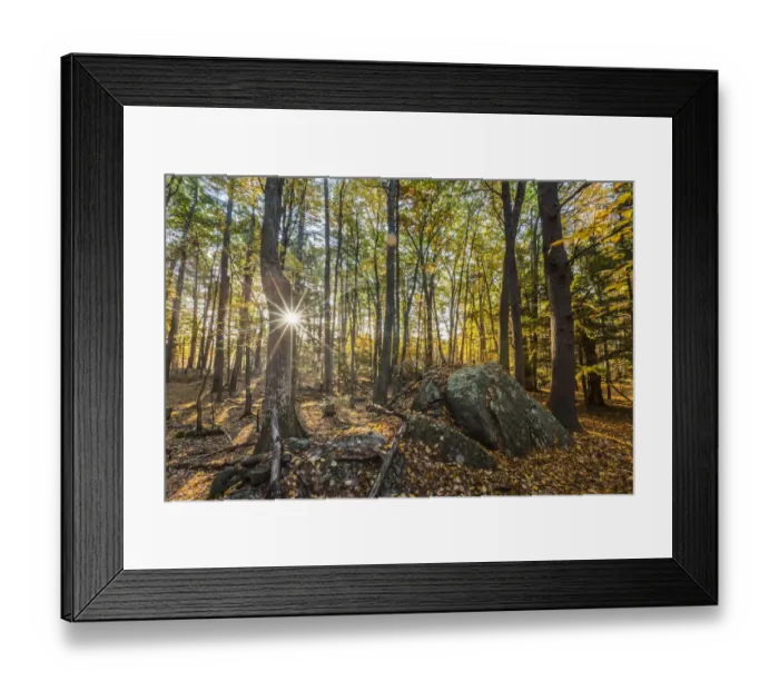 Framed Print : Fall in the forest along the Sweet Trail in Durham, New Hampshire Framed Print : Fall in the forest along the Sweet Trail in Durham, New Hampshire