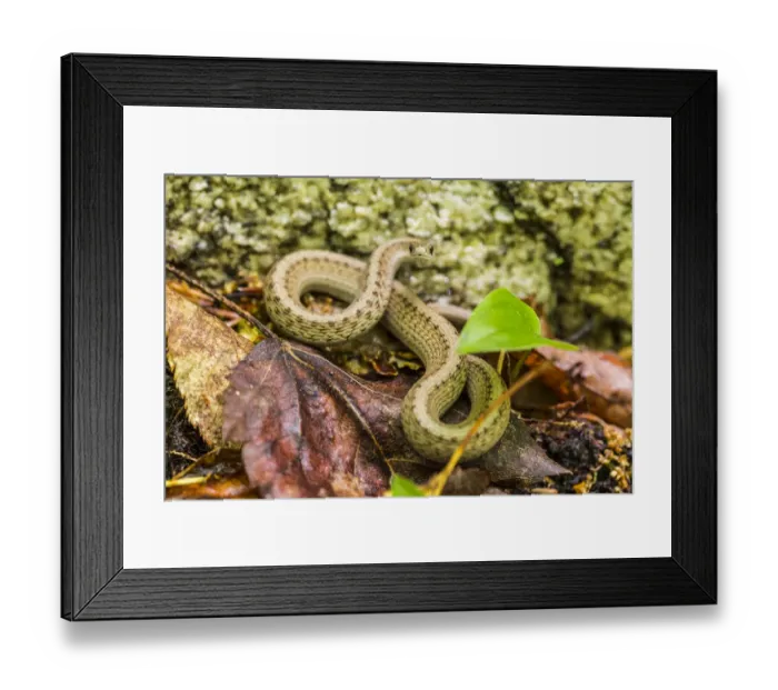 Framed Print : Brown snake, Storeria dekayi dekayi. Barrington, New Hampshire