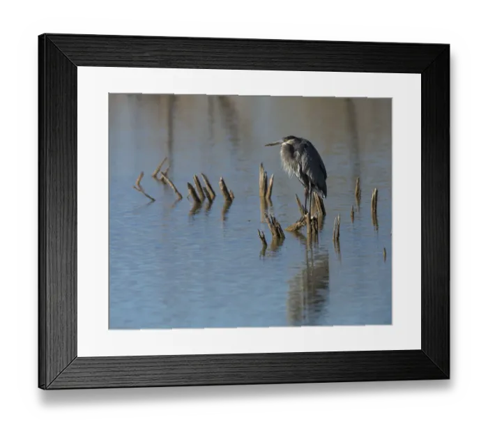 Framed Print : Great blue heron, Ardea herodias, Bosque del Apache NWR, New Mexico Framed Print : Great blue heron, Ardea herodias, Bosque del Apache NWR, New Mexico