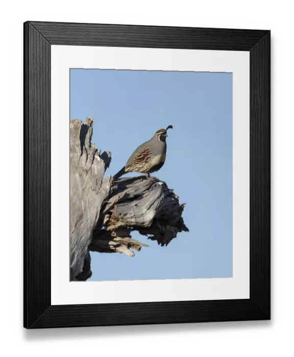 Framed Print : Gambles quail, Callipepla gambelii, Bosque del Apache NWR, New Mexico