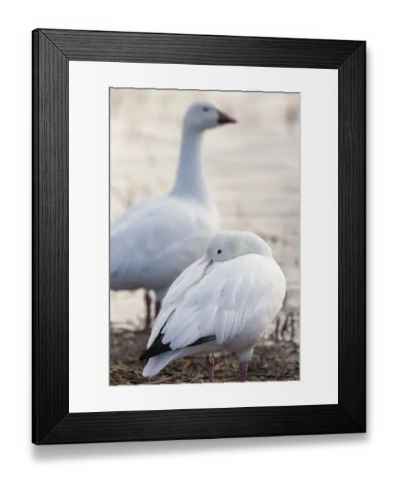 Framed Print : Snow geese, Chen caerulescens, Bosque del Apache NWR, New Mexico Framed Print : Snow geese, Chen caerulescens, Bosque del Apache NWR, New Mexico