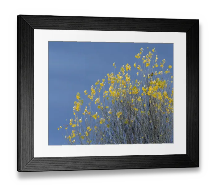 Framed Print : Western meadowlark on the fall aspen leaves. Bosque del Apache NWR, New Mexico Framed Print : Western meadowlark on the fall aspen leaves. Bosque del Apache NWR, New Mexico