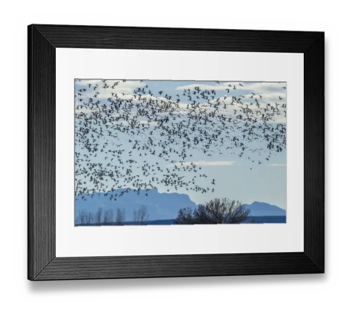 Framed Print : USA, New Mexico, Bosque del Apache Natural Wildlife Refuge. Snow geese in flight