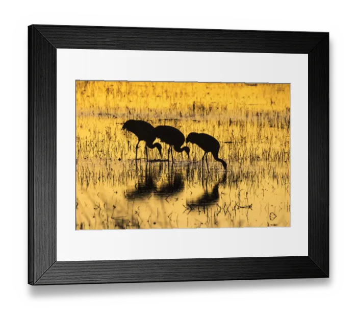 Framed Print : USA, New Mexico, Bosque del Apache Natural Wildlife Refuge. Sandhill cranes backlit at sunset Framed Print : USA, New Mexico, Bosque del Apache Natural Wildlife Refuge. Sandhill cranes backlit at sunset