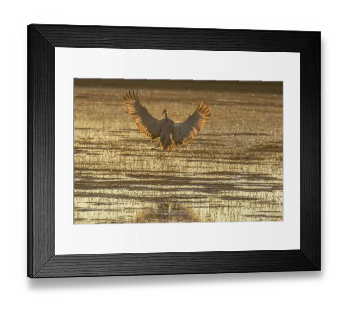 Framed Print : USA, New Mexico, Bosque Del Apache National Wildlife Refuge. Sandhill crane landing at sunset Framed Print : USA, New Mexico, Bosque Del Apache National Wildlife Refuge. Sandhill crane landing at sunset