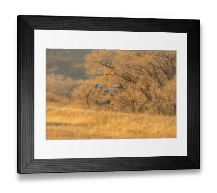Framed Print : USA, New Mexico, Bosque Del Apache National Wildlife Refuge. Sandhill cranes flying at sunset Framed Print : USA, New Mexico, Bosque Del Apache National Wildlife Refuge. Sandhill cranes flying at sunset