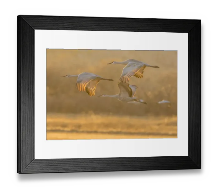 Framed Print : USA, New Mexico, Bosque Del Apache National Wildlife Refuge. Sandhill cranes flying at sunset Framed Print : USA, New Mexico, Bosque Del Apache National Wildlife Refuge. Sandhill cranes flying at sunset