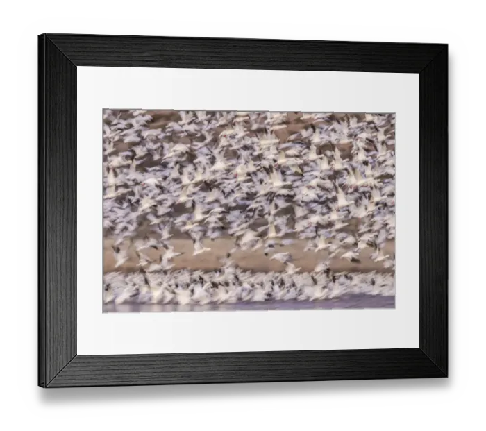 Framed Print : USA, New Mexico, Bosque del Apache Natural Wildlife Refuge. Blur of snow geese blastoff Framed Print : USA, New Mexico, Bosque del Apache Natural Wildlife Refuge. Blur of snow geese blastoff