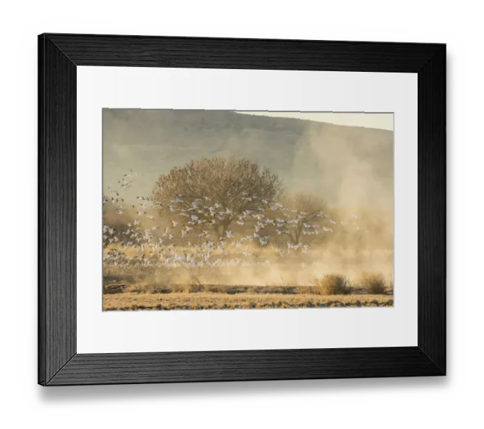 Framed Print : USA, New Mexico, Bosque Del Apache National Wildlife Refuge. Snow geese landing. Credit as Framed Print : USA, New Mexico, Bosque Del Apache National Wildlife Refuge. Snow geese landing. Credit as