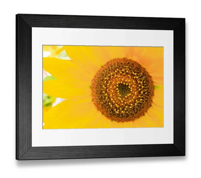 Framed Print : Santa Fe, New Mexico, USA. Close up of a yellow sunflower Framed Print : Santa Fe, New Mexico, USA. Close up of a yellow sunflower