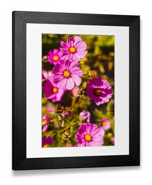 Framed Print : Santa Fe, New Mexico. Group of Pink Coreopsis Flowers