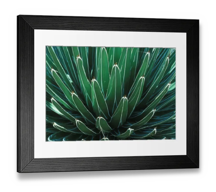 Framed Print : This Queen Victoria agave plant was on display at the Albuquerque botanical Gardens Framed Print : This Queen Victoria agave plant was on display at the Albuquerque botanical Gardens