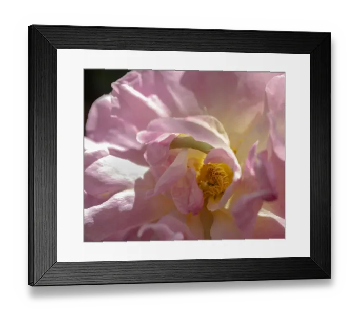 Framed Print : Rose with caterpillar inside, Santa Fe, New Mexico