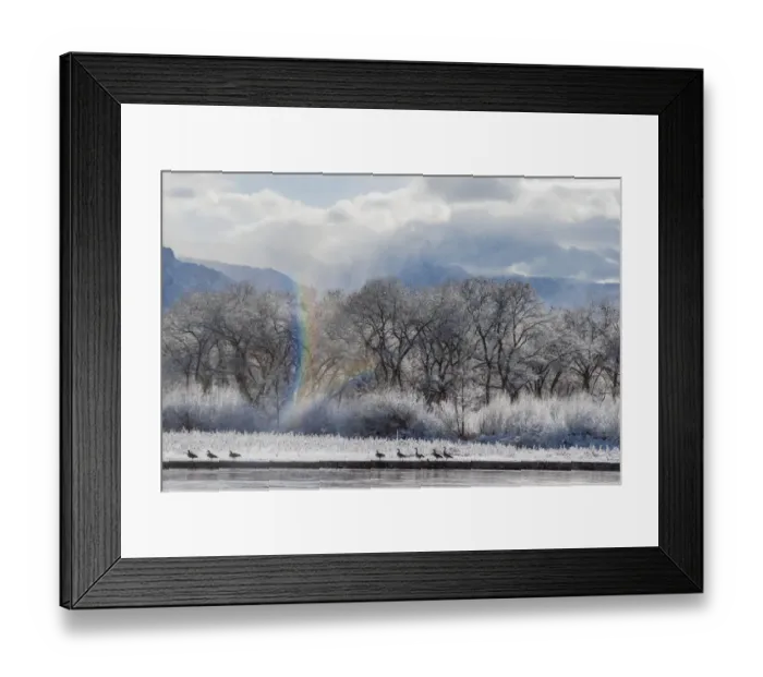 Framed Print : Canadian Geese, Rio Grande River, New Mexico Framed Print : Canadian Geese, Rio Grande River, New Mexico