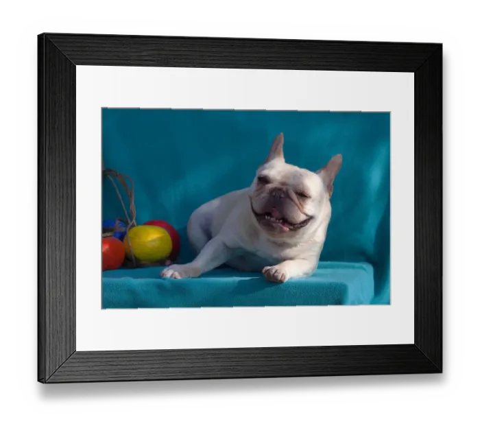 Framed Print : French Bulldog on blue fabric MR Framed Print : French Bulldog on blue fabric MR