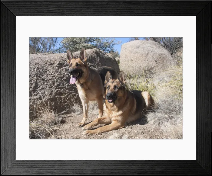 Framed Print : German Shepherds at desert park MR Framed Print : German Shepherds at desert park MR