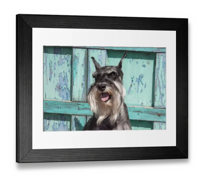 Framed Print : Schnauzer sitting in front of blue door MR Framed Print : Schnauzer sitting in front of blue door MR