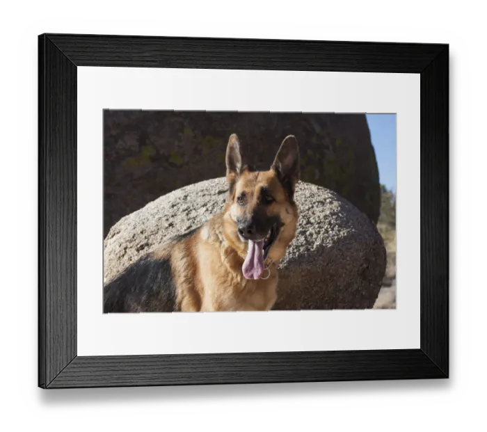 Framed Print : German Shepherd posing on rocks MR Framed Print : German Shepherd posing on rocks MR