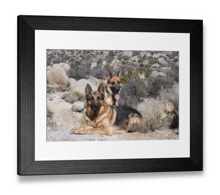 Framed Print : Two German Shepherds in the foothills MR Framed Print : Two German Shepherds in the foothills MR