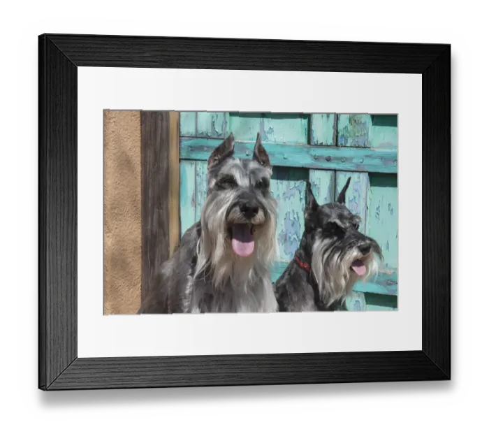 Framed Print : Schnuazers in front of blue door MR Framed Print : Schnuazers in front of blue door MR