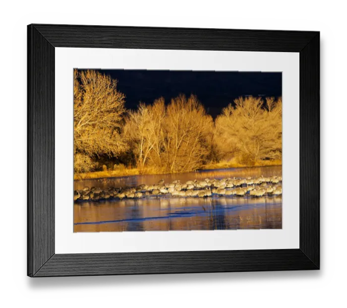 Framed Print : North America; USA; New Mexico; Bosque del Apache National Wildlife Refuge; Sandhill cranes Framed Print : North America; USA; New Mexico; Bosque del Apache National Wildlife Refuge; Sandhill cranes