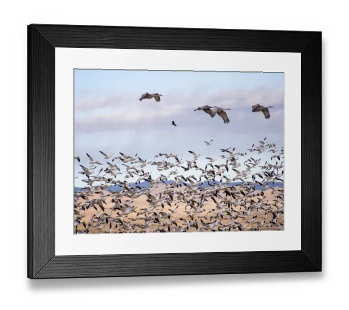Framed Print : North America; USA; New Mexico; Bosque del Apache National Wildlife Refuge; Snow Geese