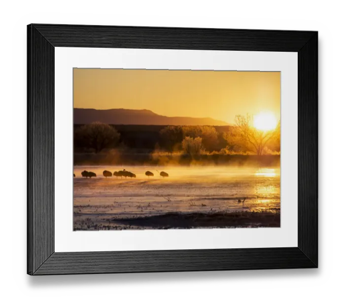 Framed Print : North America; USA; New Mexico; Bosque del Apache National Wildlife Refuge; Sandhill cranes Framed Print : North America; USA; New Mexico; Bosque del Apache National Wildlife Refuge; Sandhill cranes