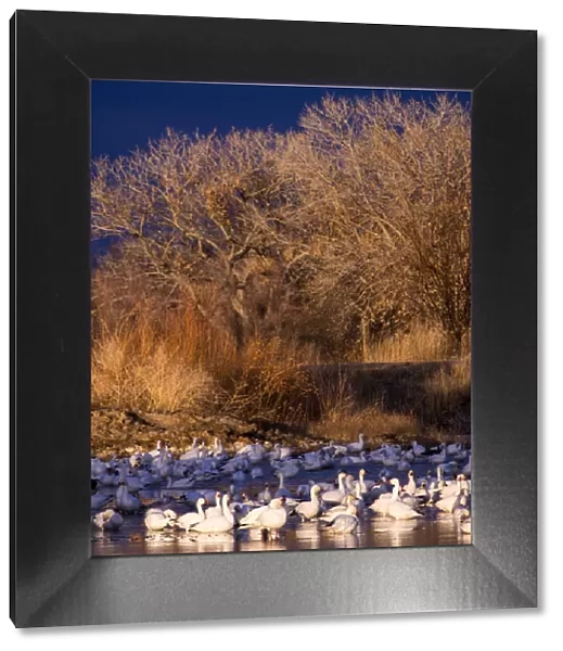 North America; USA; New Mexico; Bosque del Apache National Wildlife Refuge; Snow Geese at dawn