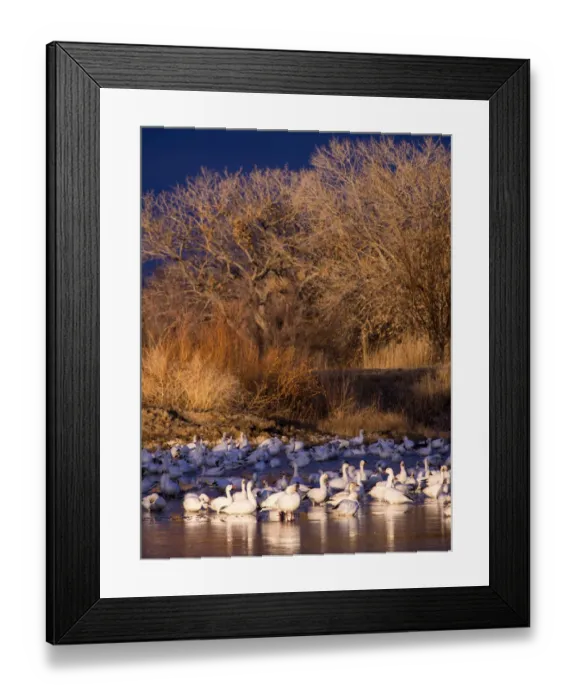 Framed Print : North America; USA; New Mexico; Bosque del Apache National Wildlife Refuge; Snow Geese at dawn Framed Print : North America; USA; New Mexico; Bosque del Apache National Wildlife Refuge; Snow Geese at dawn